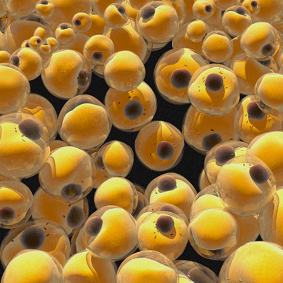 לצבוע את השומן הלבן בחוּם