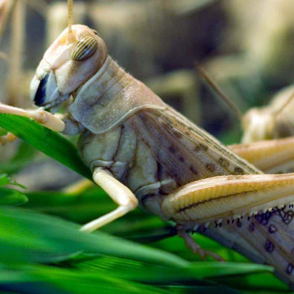 מכת ארבה באפריקה: עדכון