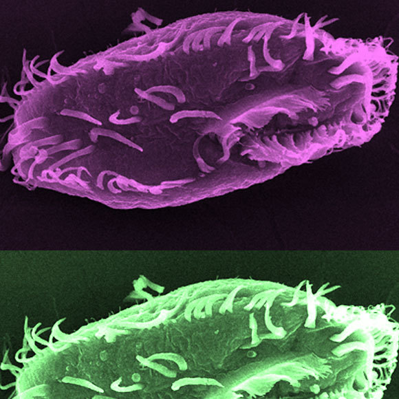 הריסנית עם אלפי הכרומוזומים