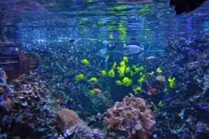 כיתוב: מוסד מוביל בחקר האוקיינוסים. אקווריום במוזיאון האוקיינוגרפי הגרמני | צילום: Klugschnacker, מוויקיפדיה