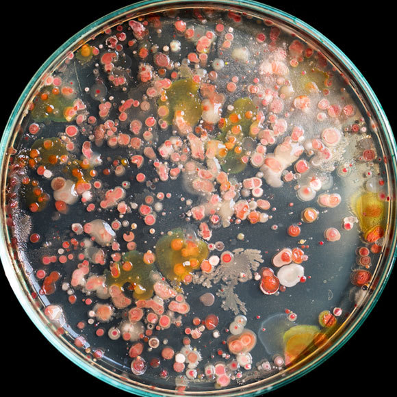 השפה הכימית של הצמחים וחיידקי האדמה