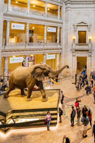 להביא את המוזיאון עד הבית