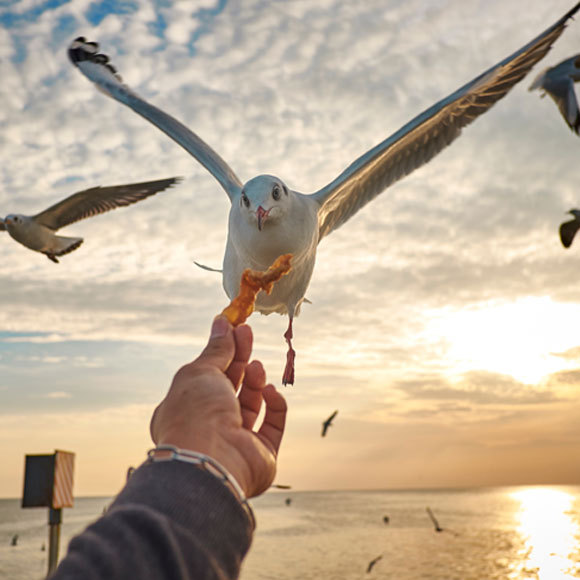 שחף אחרי בן אדם