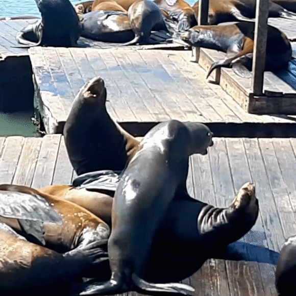 La ciudad y los lobos marinos