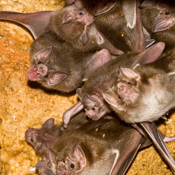 איך למצוא חברים, המדריך לעטלף