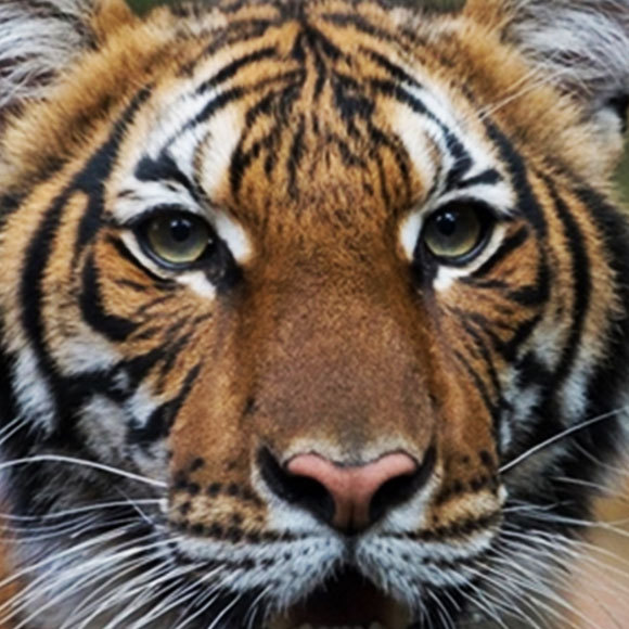 האם חיות יכולות להידבק בנגיף הקורונה?