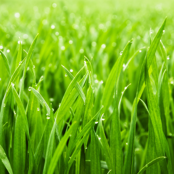 Crisantemos coloreados