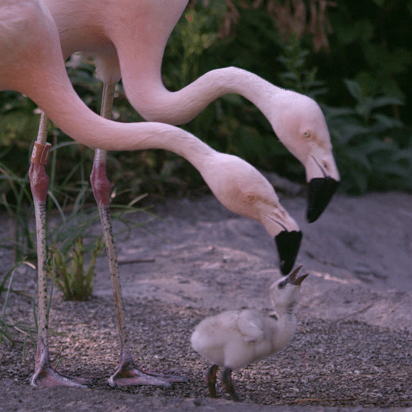 Leche maternal de arañas y de cucarachas