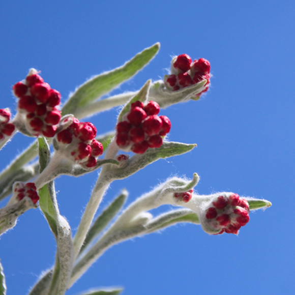 זוכרים בפרחים