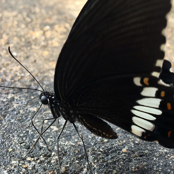 השחור העמוק של הפרפרים