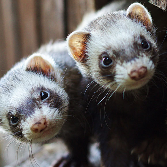 החמוסים שיעזרו לנו להבין את הקורונה