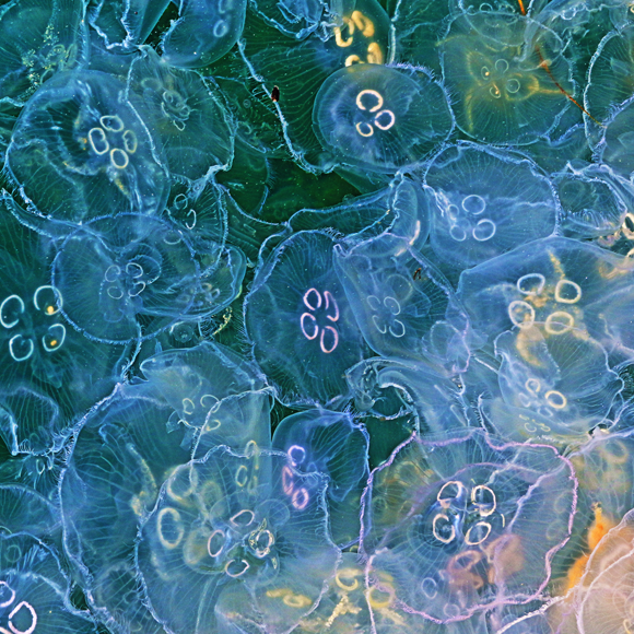 הקרב הכמעט אבוד נגד המדוזות