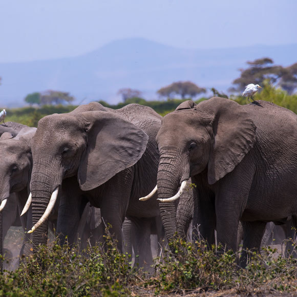 חיות נגד שריפות