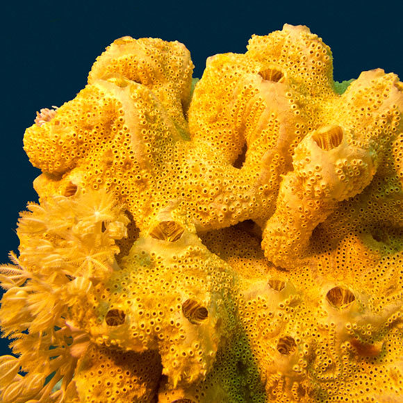 ציידי הנגיפים של האוקיינוסים