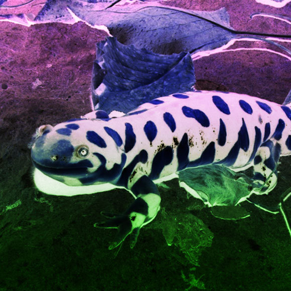 הזוהר הססגוני של הסלמנדרות