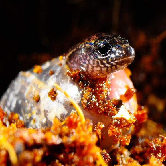 אבולוציה בשידור חי: המעבר מהטלה להשרצה