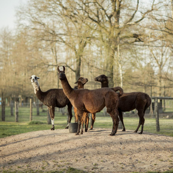 נוגדנים של למה נגד קורונה