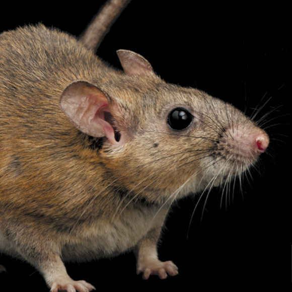 מלחמת חתולים-חולדות