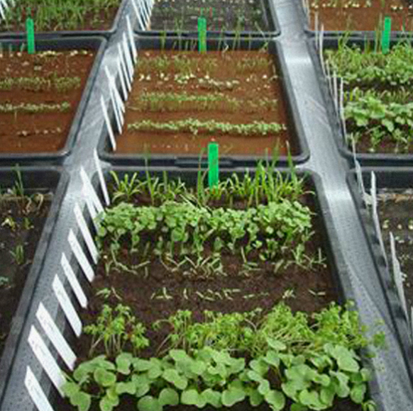 زراعة الطماطم على المرّيخ