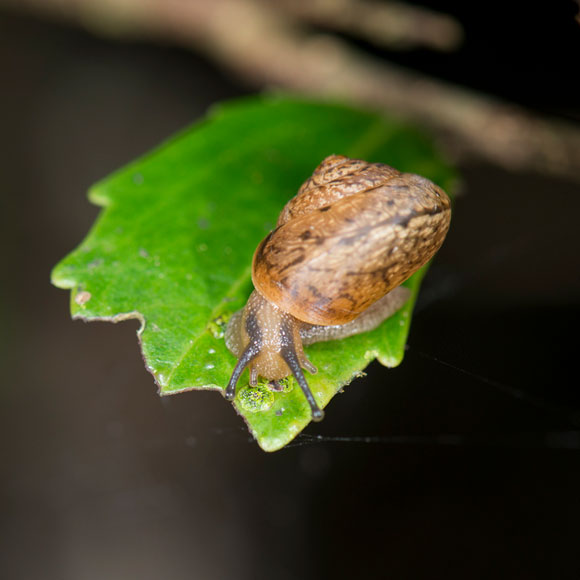 החלזונות שיצילו את הקפה?