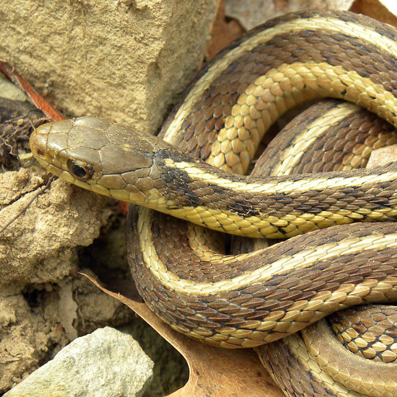 החברים של הנחש