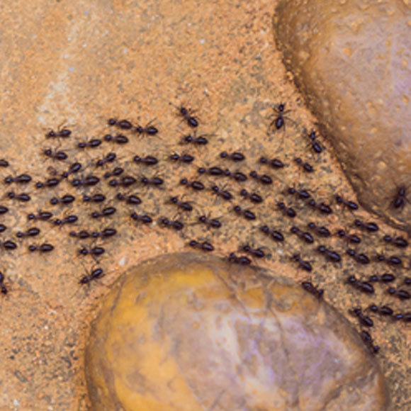 נמלים מחשבות את דרכן לאחור