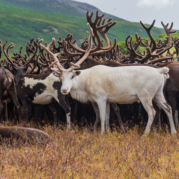 האם העדרים יקררו את סיביר?