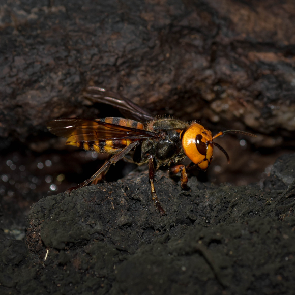 הצרעה שמפחידה את אמריקה