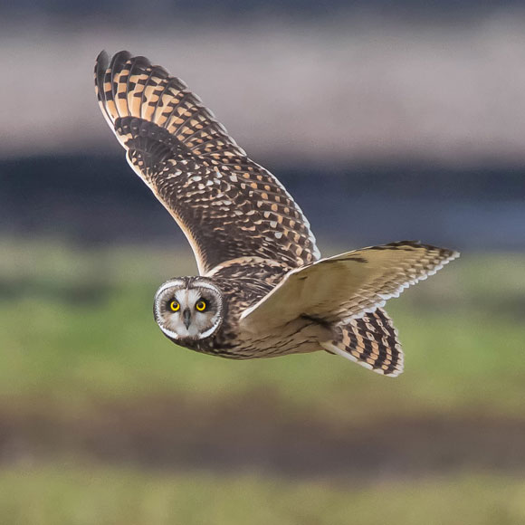 העילוי שבקצה הזנב