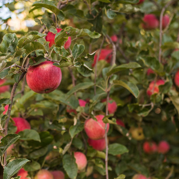 המצוד אחרי התפוחים ההיסטוריים