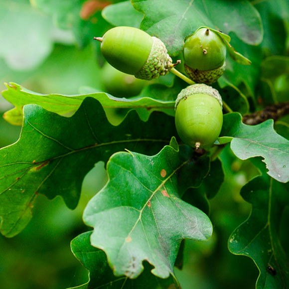 עכשיו אתם יודעים