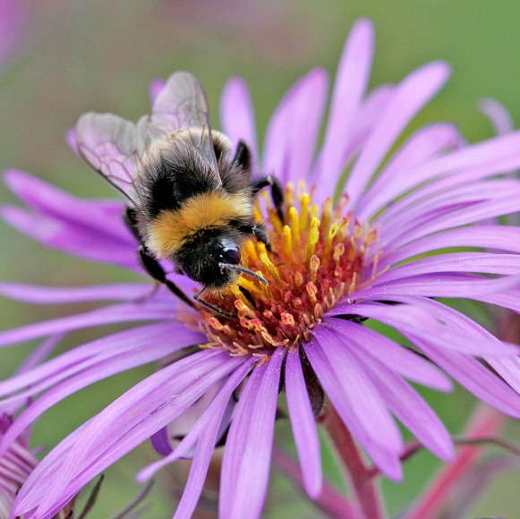 מדבירי הזיכרון של הדבורים