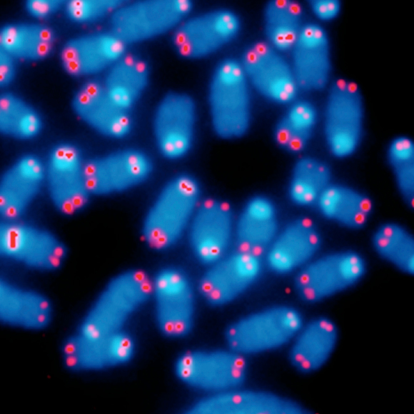 בדרך לטיפול במחלות טלומרים?