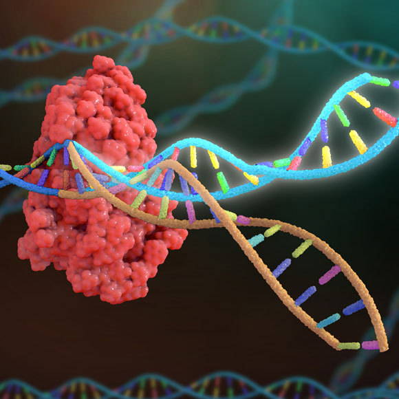 הנדסה גנטית לזיהוי הקורונה