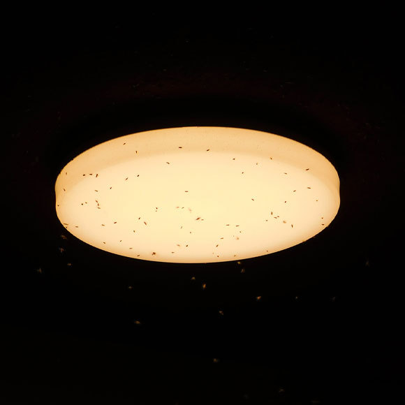 המון אורחים לקיץ