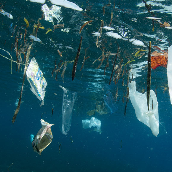 חיידק שמפרק פלסטיק עמיד במיוחד