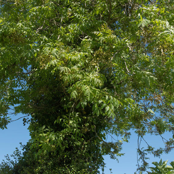 הקרב על המילה האחרונה