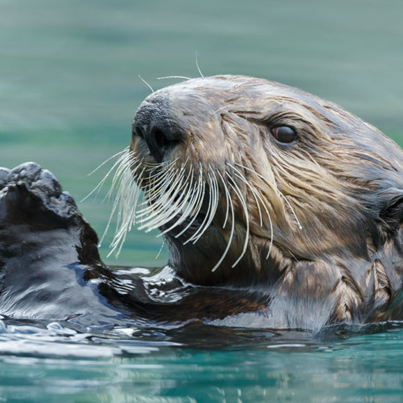 הלוטרות חוזרות, וכולם עשויים להרוויח