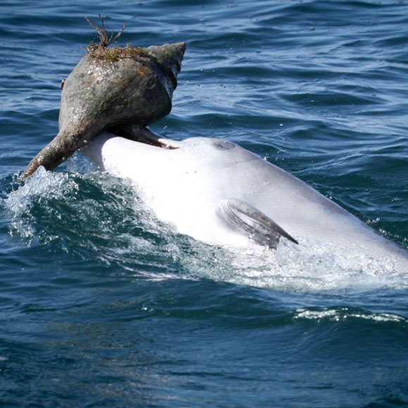 מי מלמד את הדולפין?