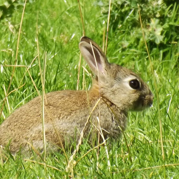 ההבדל בין ארנב