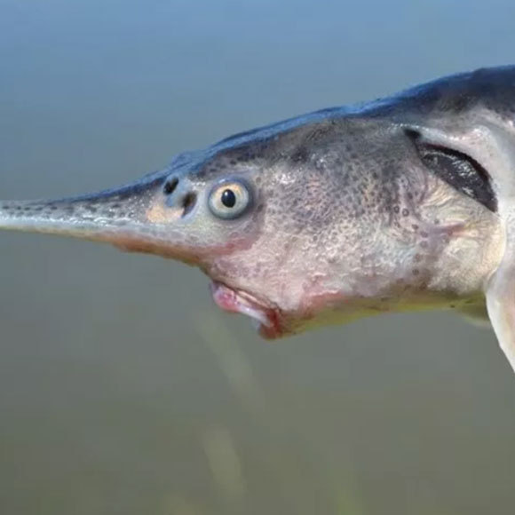 המקרה המוזר של הדג בן הכלאיים