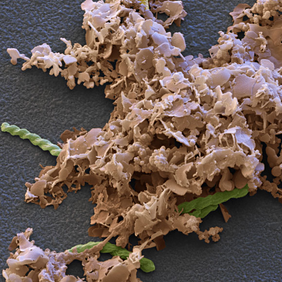 חיידקים אוכלי סלעים