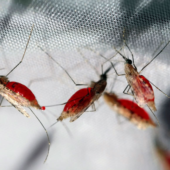 פטרייה להדברת המלריה