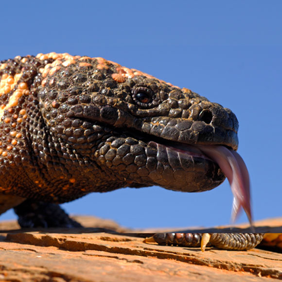 הארס שמציל חיים