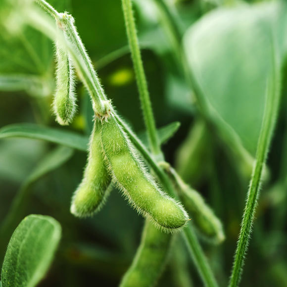 מערכת ההגנה של הסויה