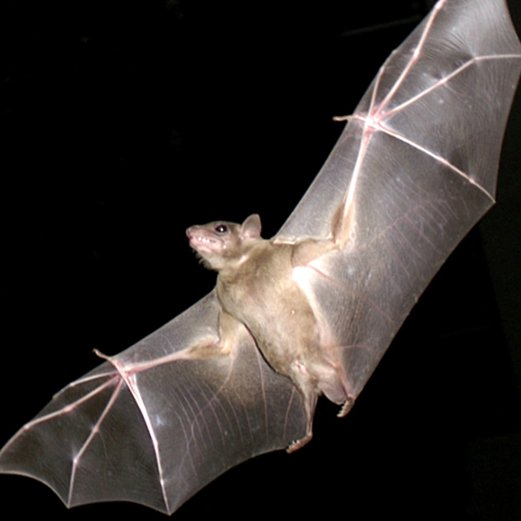 ה-GPS הפנימי של העטלפים