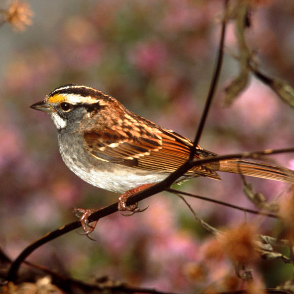 השיר הוויראלי של הדרורים האמריקאיים