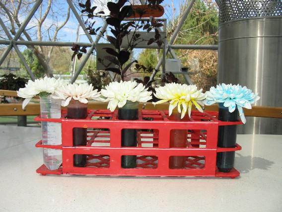 أزهار الأقحوان المُلوّنة