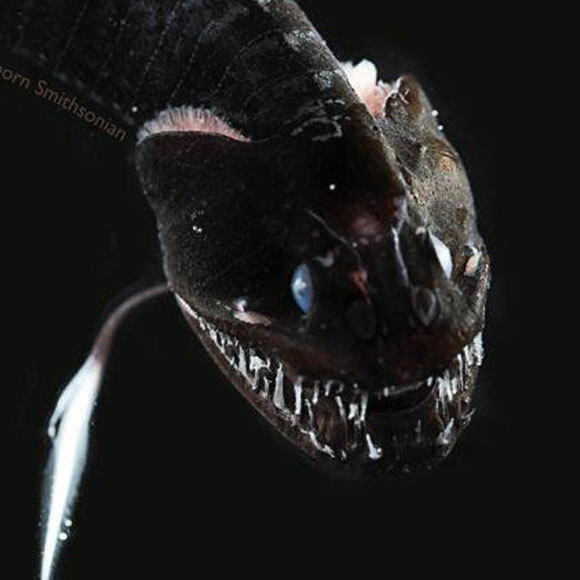 ההון השחור של דגי המעמקים