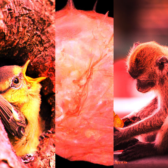 מהנשמדע 7/8 – מחקרים חדשים ביותר